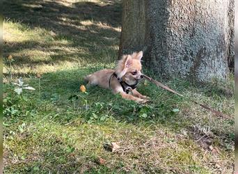 Sehr kleiner PomChi-Welpen-Rüde