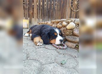 Reinrassige Berner Sennenhundwelpen mit Papiere zu verkaufen