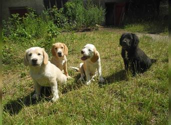 Junghunde Beagle/Border Collie /Australien Shepherd/Labrador
