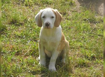 Junghunde Beagle/Border Collie /Australien Shepherd/Labrador