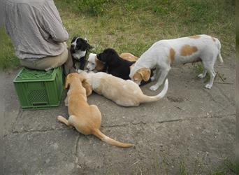 Junghunde Beagle/Border Collie /Australien Shepherd/Labrador