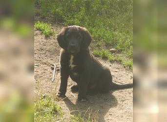 Junghunde Beagle/Border Collie /Australien Shepherd/Labrador