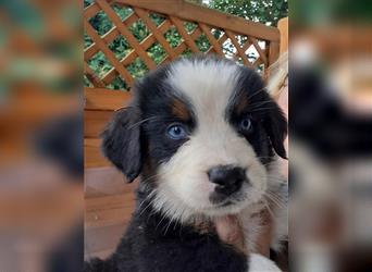 Berner Sennen X Australian Shepherd Welpen