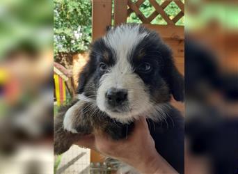 Berner Sennen X Australian Shepherd Welpen