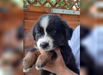 Berner Sennen X Australian Shepherd Welpen