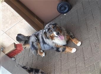 Berner Sennen X Australian Shepherd Welpen