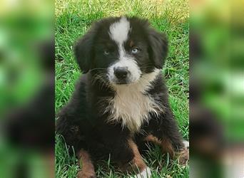 Berner Sennen X Australian Shepherd Welpen