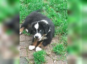 Berner Sennen X Australian Shepherd Welpen