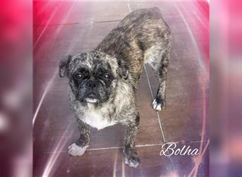 Bolha, Chihuahua-Franz. Bulldoggen-Mix, ca. 1,5 Jahre, ca. 25 - 30 cm