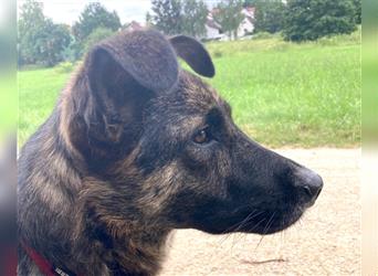 Hardy - eine Seele von Hund - Tierhilfe Franken e.V.