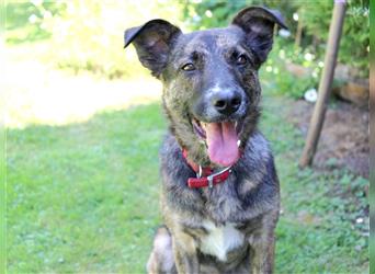 Hardy - eine Seele von Hund - Tierhilfe Franken e.V.