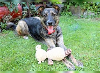 Hardy - eine Seele von Hund - Tierhilfe Franken e.V.