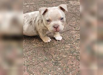 American bully