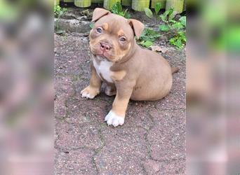 American bully