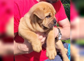 American Bully , Chowchow Welpen Mix