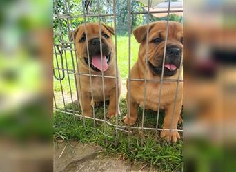 American Bully , Chowchow Welpen Mix