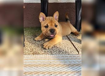 American Bully , Chowchow Welpen Mix