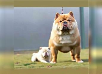 American Bully , Chowchow Welpen Mix
