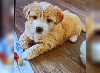 Welpen Malteser Rasse mit Foxterrier Rasse