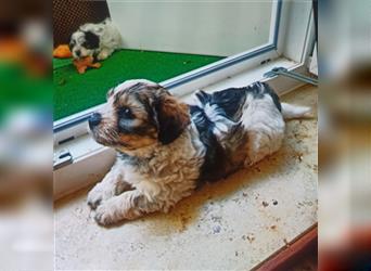 Welpen Malteser Rasse mit Foxterrier Rasse