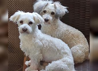 Welpen Malteser Rasse mit Foxterrier Rasse