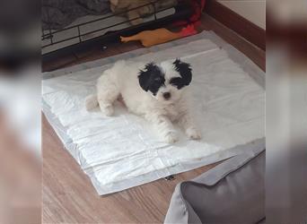 Welpen Malteser Rasse mit Foxterrier Rasse