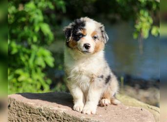 Mini American Shepherd (Showlinie) Mini Aussies