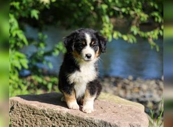 Mini American Shepherd (Showlinie) Mini Aussies