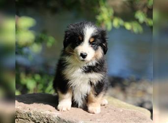 Mini American Shepherd (Showlinie) Mini Aussies