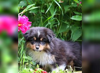 Mini American Shepherd (Showlinie) Mini Aussies