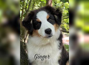 Wundervolle Australian Shepherd Welpen