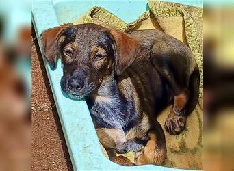 Tierschutzhund Orazio, ein welpentypisch verpielter, hübscher Junghund einer Settermama