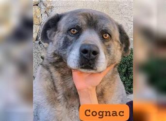 Cognac,- der alte Hundemann aus den Bergen.....