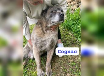 Cognac,- der alte Hundemann aus den Bergen.....