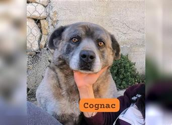 Cognac,- der alte Hundemann aus den Bergen.....