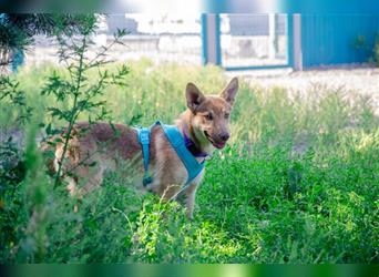 Hübsche TOFFY möchte aus dem Tierheim raus