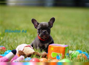 Super süße freiatmende Französische Bulldogge Welpen