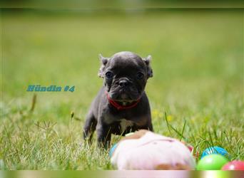 Super süße freiatmende Französische Bulldogge Welpen