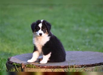 Miniature American Shepherd Welpen - Hündin zu vergeben