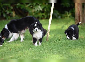 Miniature American Shepherd Welpen - Hündin zu vergeben