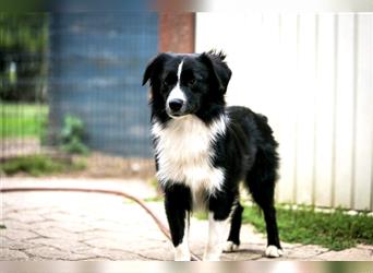 Miniature American Shepherd Welpen - Hündin zu vergeben