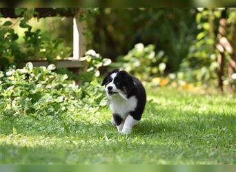 Miniature American Shepherd Welpen - Hündin zu vergeben