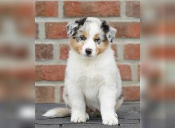 Australian Shepherd Welpen suchen Zuhause