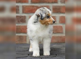 Australian Shepherd Welpen suchen Zuhause