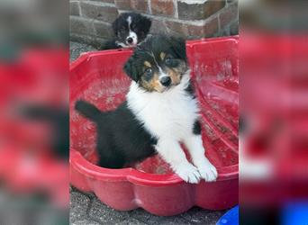 Australian Shepherd Welpen suchen Zuhause