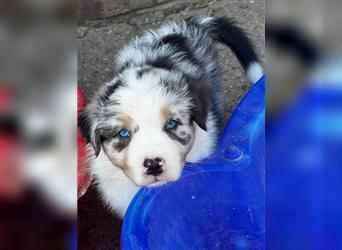 Australian Shepherd Welpen suchen Zuhause