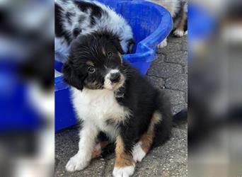 Australian Shepherd Welpen suchen Zuhause