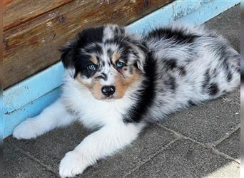 Australian Shepherd Welpen suchen Zuhause