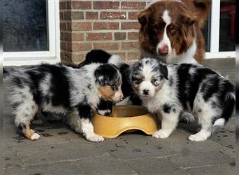 Australian Shepherd Welpen suchen Zuhause