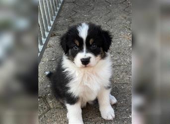 Australian Shepherd Welpen suchen Zuhause